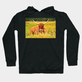 Highlander Cow in the tall grass Hoodie